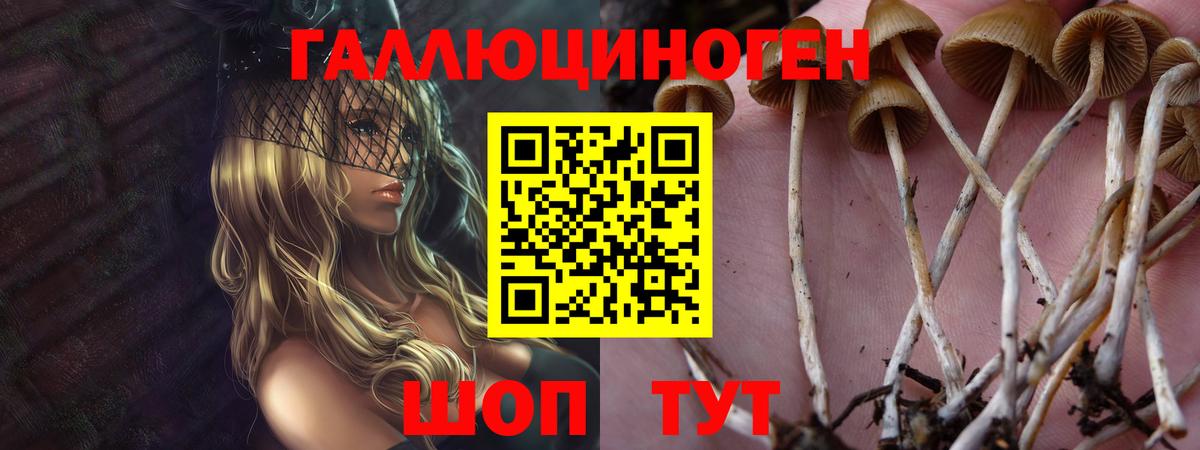 Галлюциногенные грибы Psilocybine cubensis Нарткала